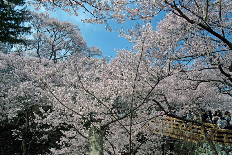 1008_高遠城址公園_長野