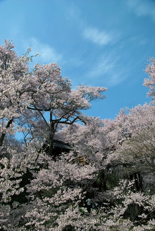 1012_高遠城址公園_長野