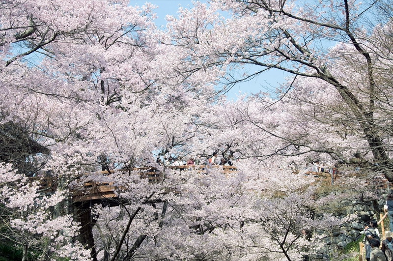 1013_高遠城址公園_長野