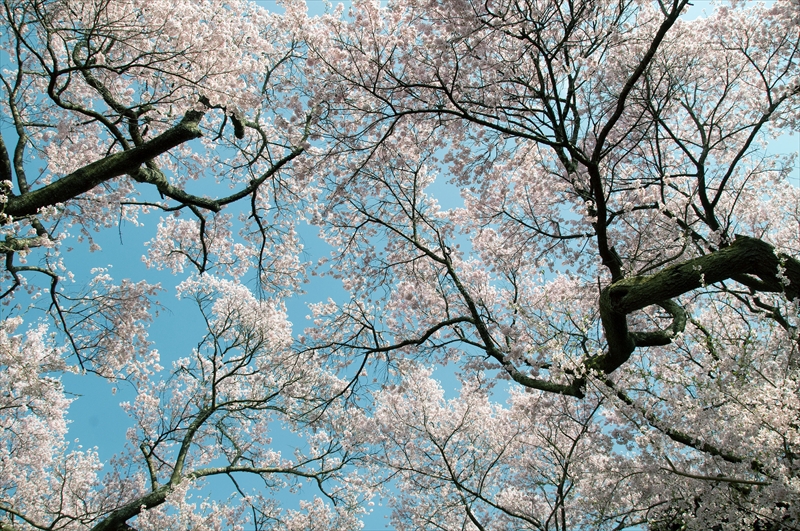 1027_高遠城址公園_長野