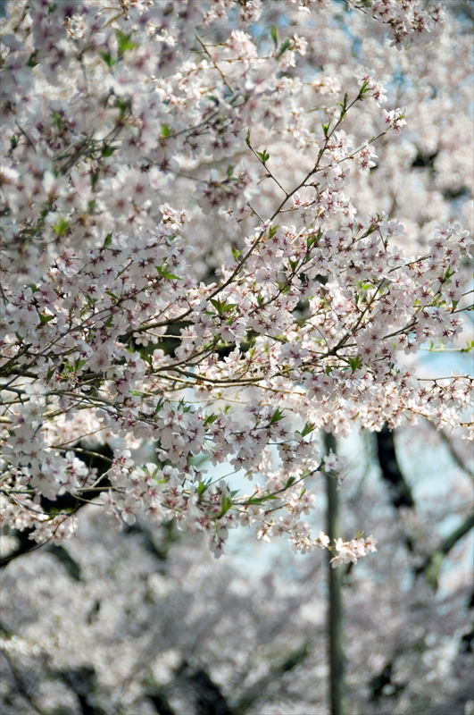 1028_高遠城址公園_長野