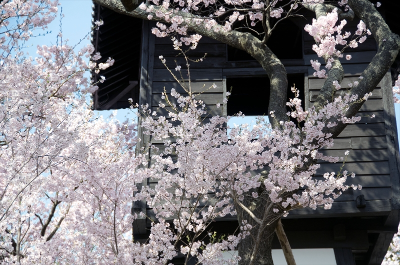 1030_高遠城址公園_長野