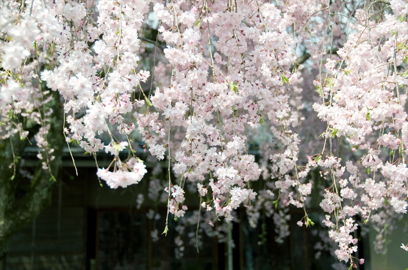 1009_洛西 清凉寺_京都