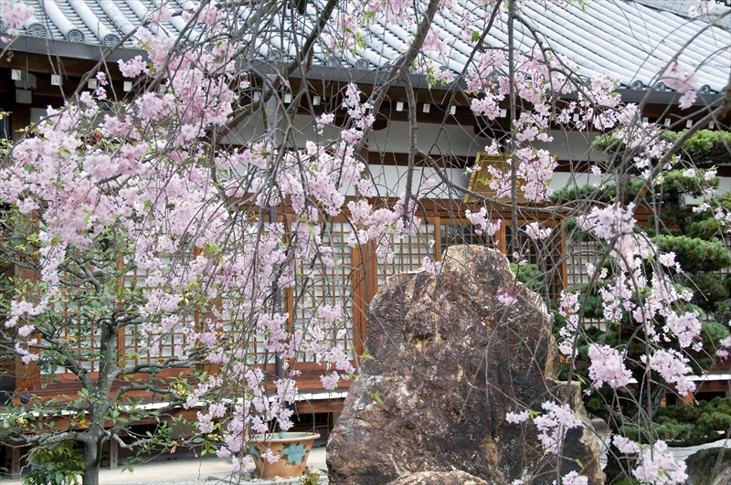 1032_洛西 印空寺_京都