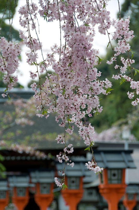 1041_洛中 平野神社_京都