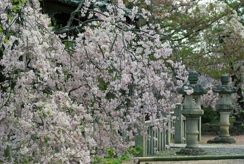 1087_洛中 上品蓮台寺_京都