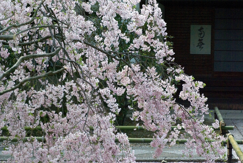 1088_洛中 上品蓮台寺_京都