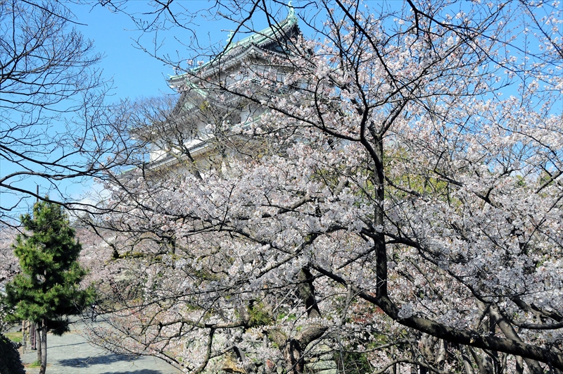 1023_和歌山城_和歌山