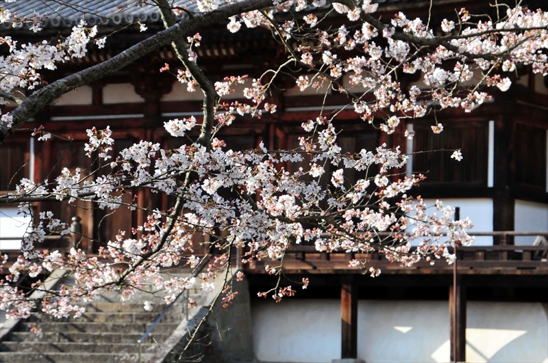 1039_根来寺_和歌山
