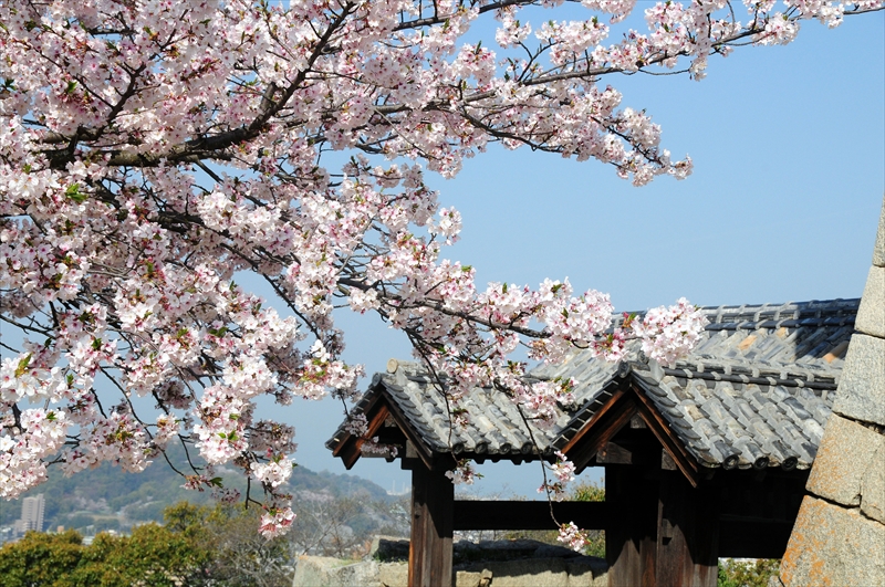 1002_松山城_愛媛