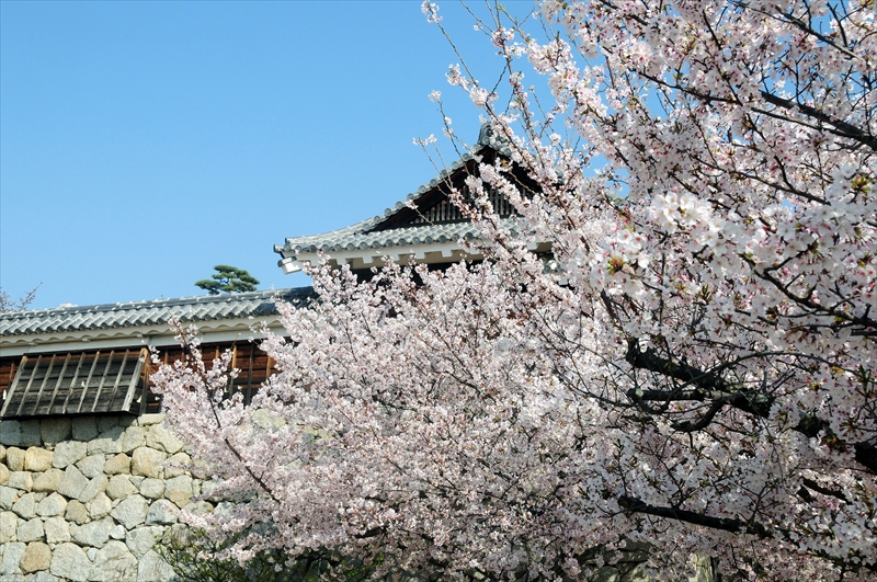 1008_松山城_愛媛