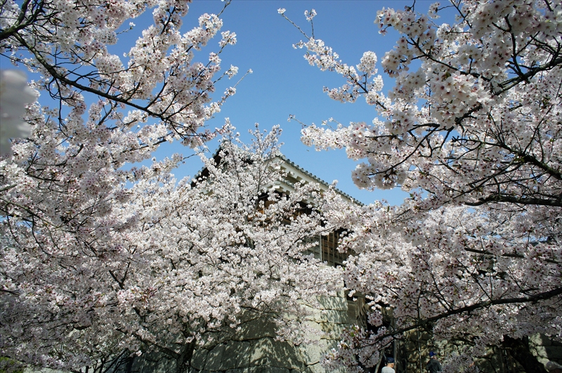 1009_松山城_愛媛