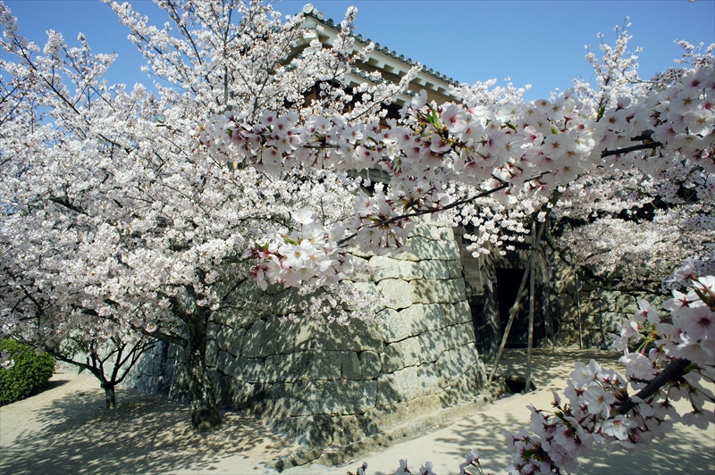 1010_松山城_愛媛