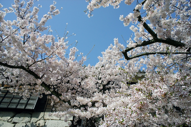 1014_松山城_愛媛