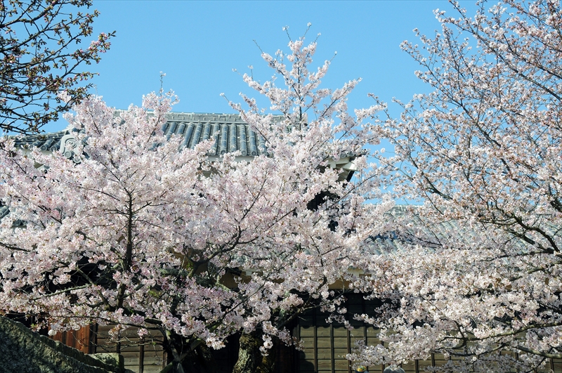 1015_松山城_愛媛