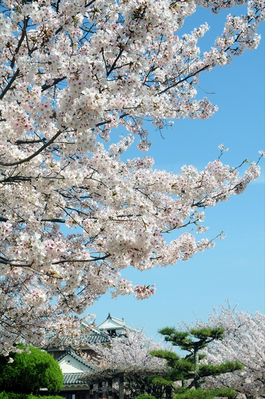 1022_松山城_愛媛