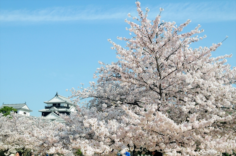 1027_松山城_愛媛