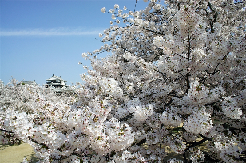 1029_松山城_愛媛