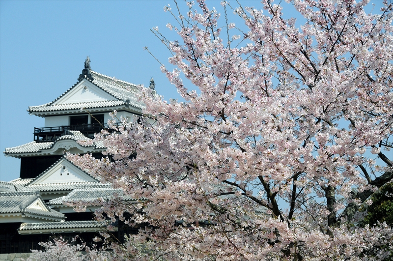 1032_松山城_愛媛