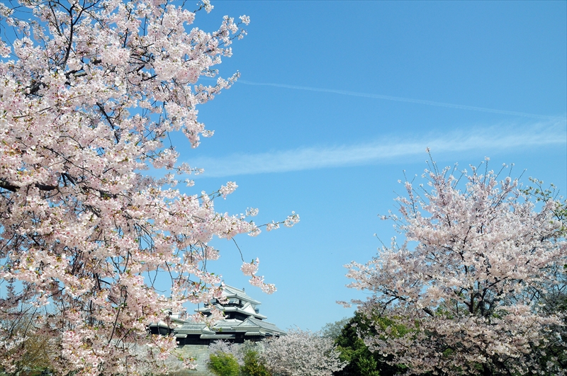 1035_松山城_愛媛