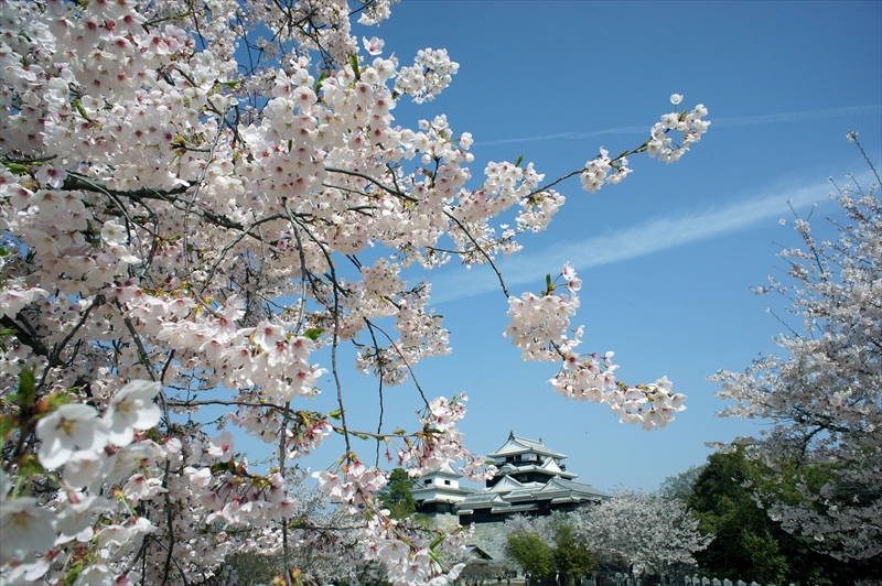 1036_松山城_愛媛