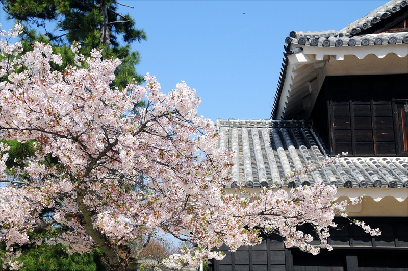 1037_松山城_愛媛