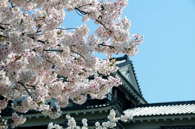 1041_松山城_愛媛