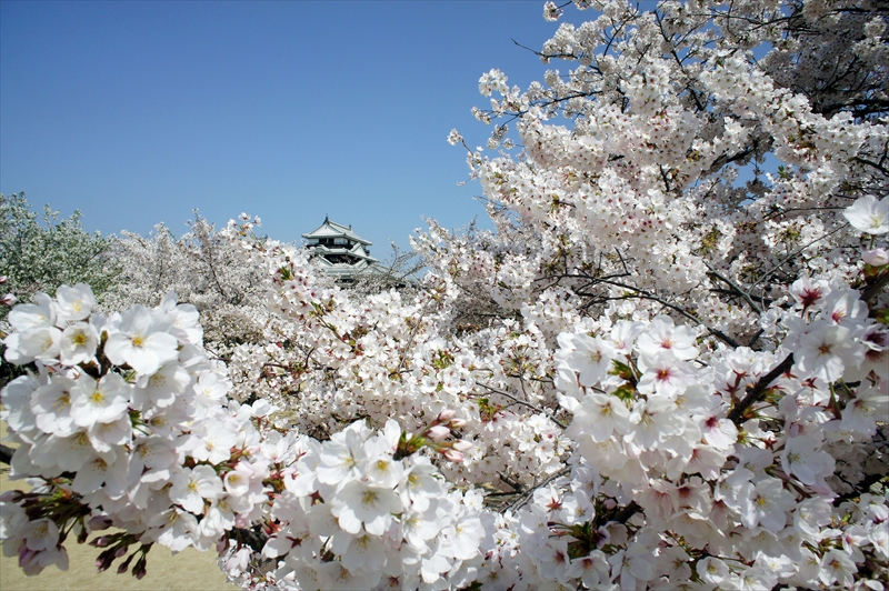 1049_松山城_愛媛