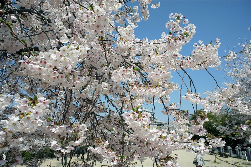 1051_松山城_愛媛