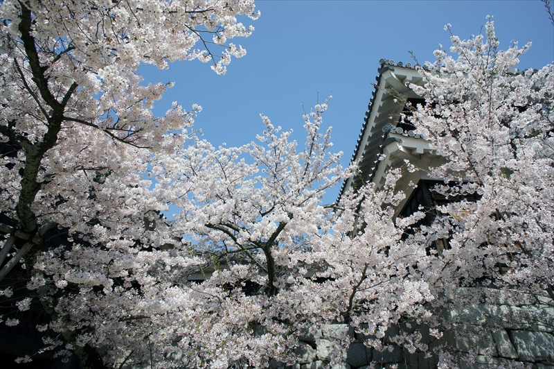 1058_松山城_愛媛