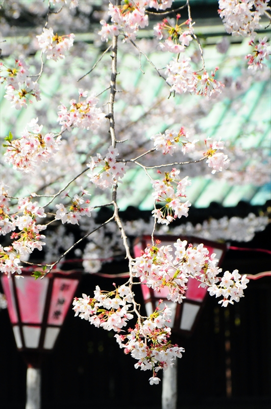 1070_三嶋大社_静岡