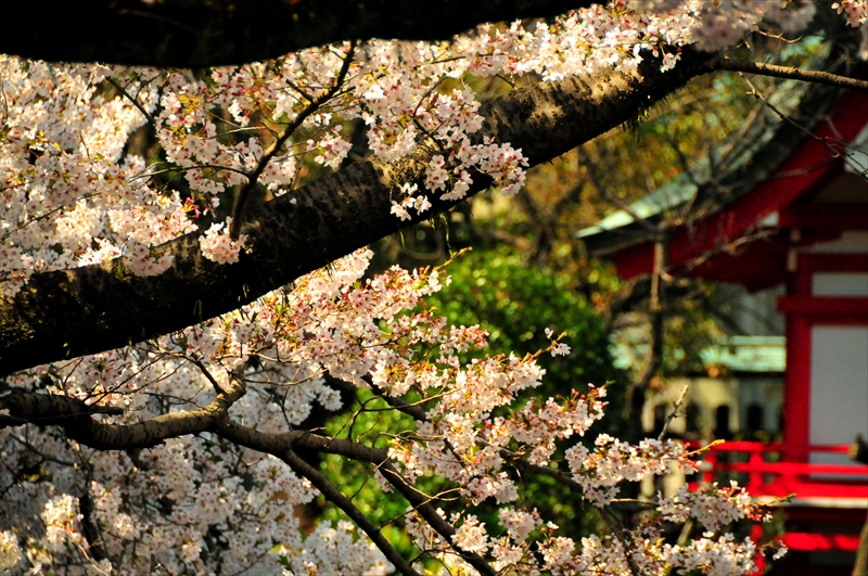 1084_三嶋大社_静岡