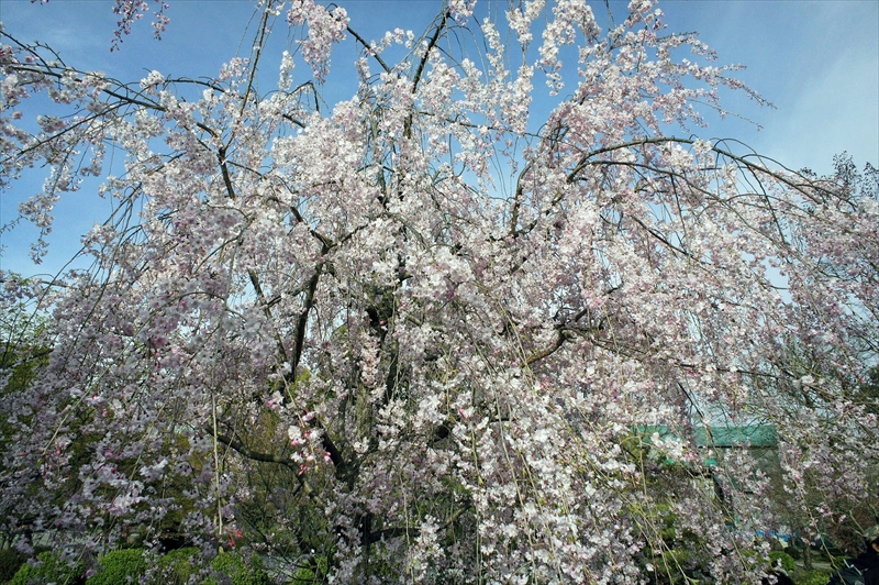 1146_洛中 東寺_京都