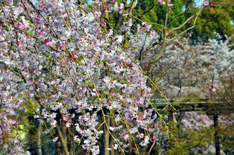 1148_洛中 東寺_京都