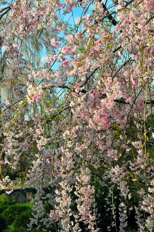 1152_洛中 東寺_京都