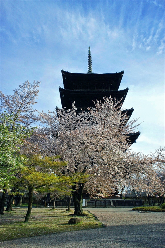 1155_洛中 東寺_京都