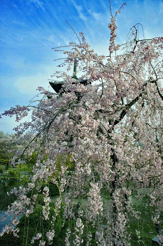 1158_洛中 東寺_京都