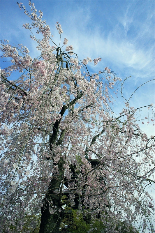 1160_洛中 東寺_京都