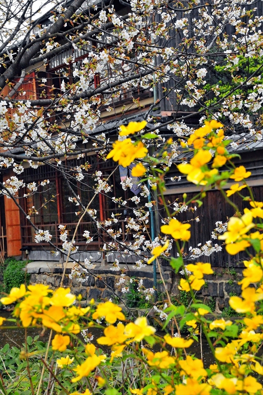 1064_洛東 祇園白川_京都