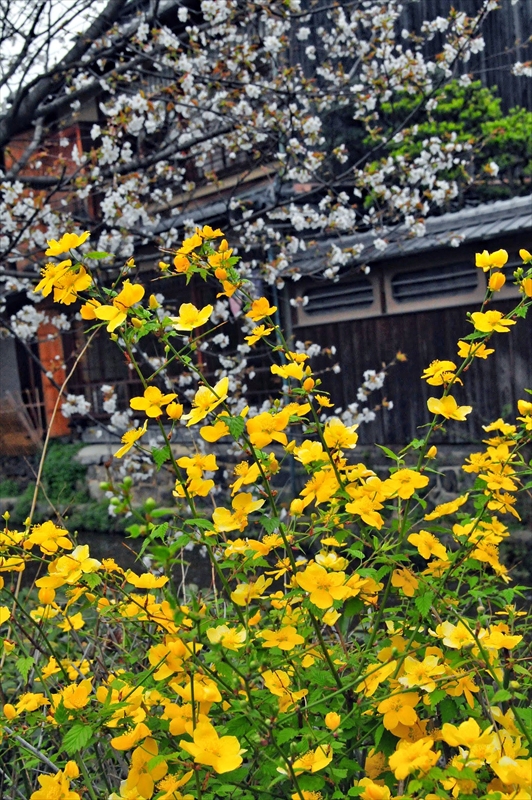 1065_洛東 祇園白川_京都