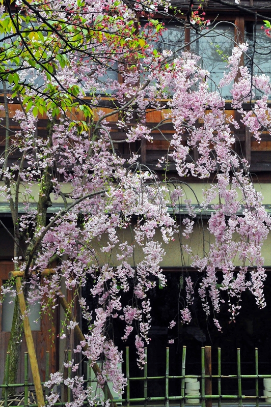 1067_洛東 祇園白川_京都