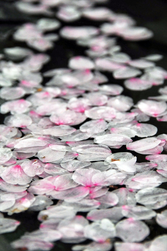 1033_洛東 南禅寺_京都