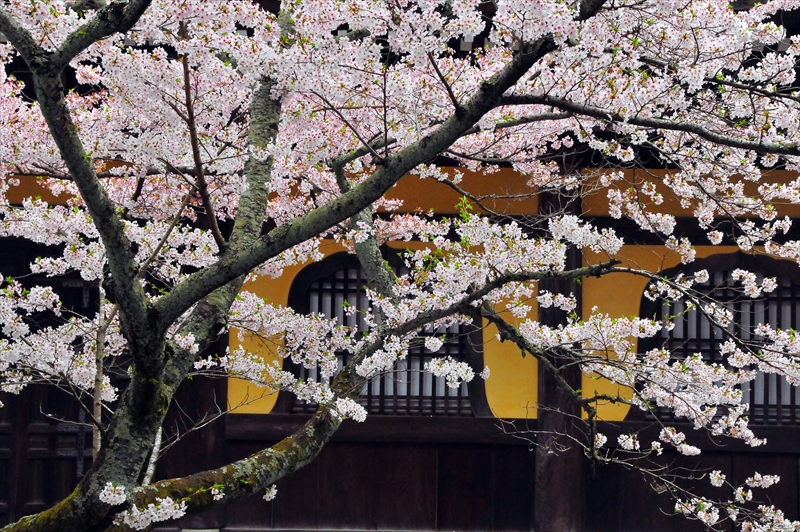 1037_洛東 南禅寺_京都