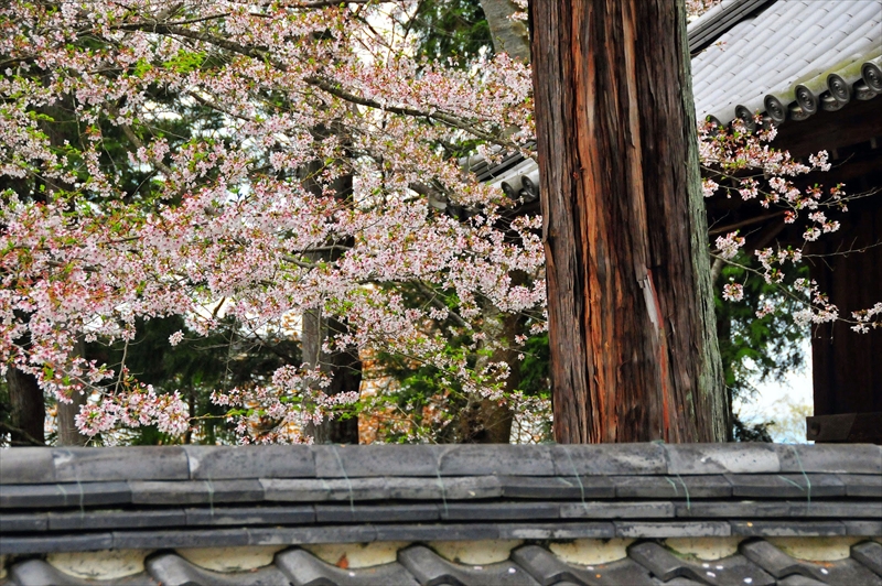 1039_洛東 南禅寺_京都
