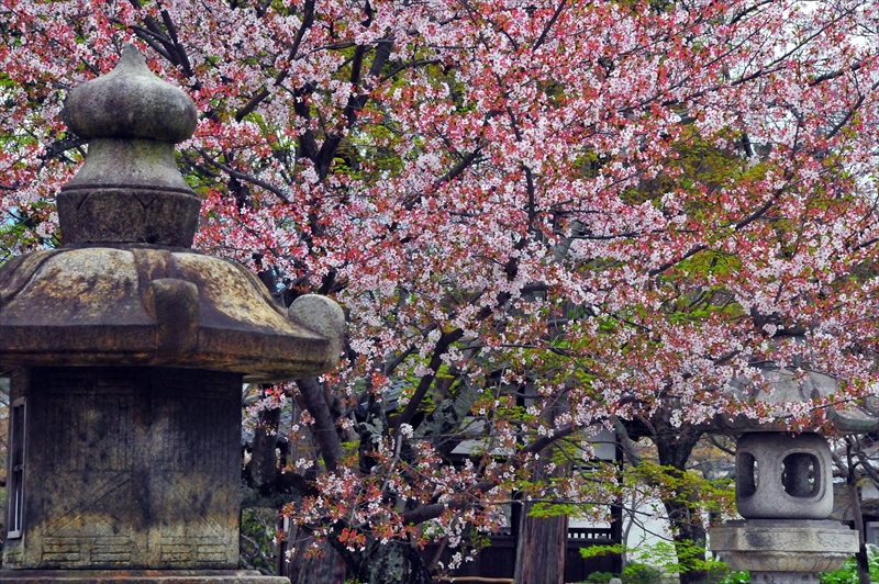 1006_洛東 真正極楽寺（真如堂）_京都