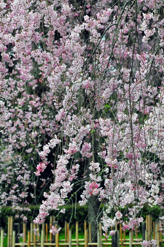 1010_洛中 京都御苑_京都