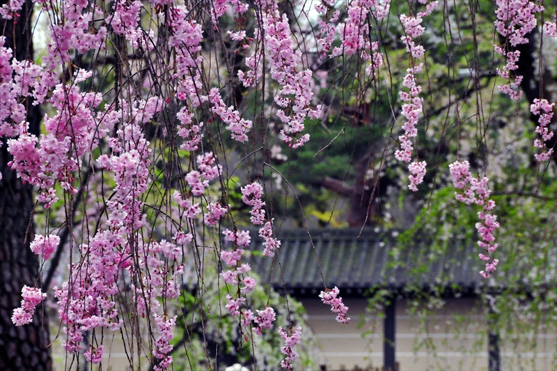 1013_洛中 京都御苑_京都