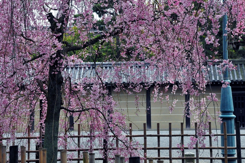 1014_洛中 京都御苑_京都