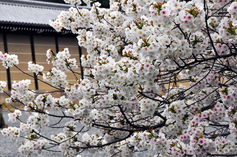 1016_洛中 京都御苑_京都