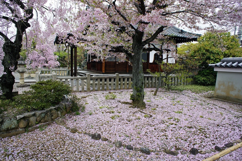 1089_洛中 上品蓮台寺_京都